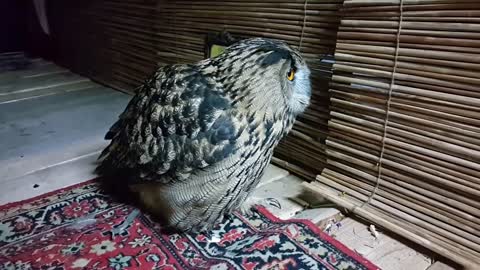 I'm Starting with the Owl in the Mirror