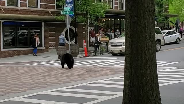 Black Bear Lost in Downtown Asheville