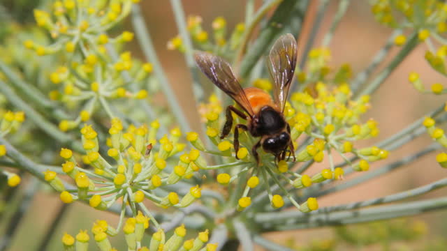 bee ,flowers