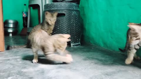 Funny Cats Playing With Flowerpot Try Not To Lough