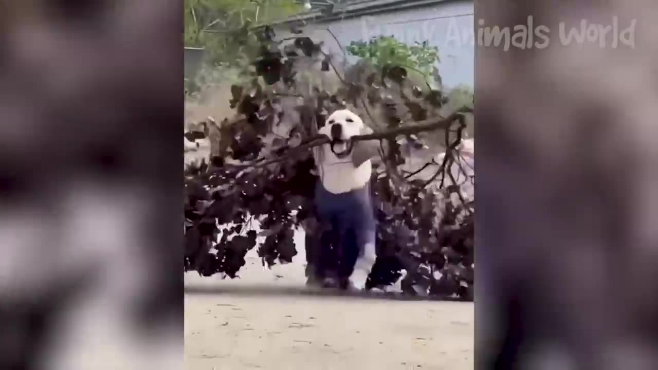 Funny Animal Videos 2023 🥰