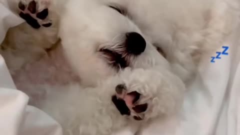 This is a cute sleeping puppy