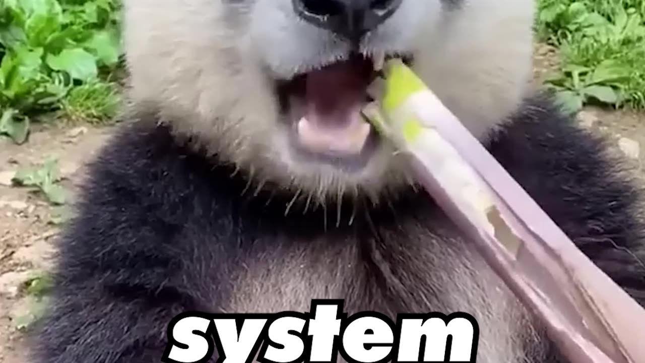 Pandas Love To Eat Bamboo 🐼