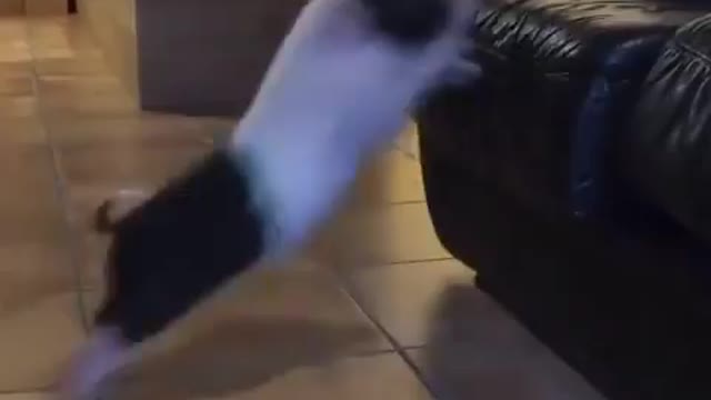 Owner giving food to little pig but he fail to jump over the sofa for food