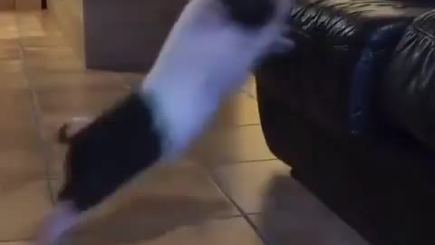 Owner giving food to little pig but he fail to jump over the sofa for food