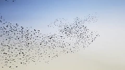 Panthère de Cartier