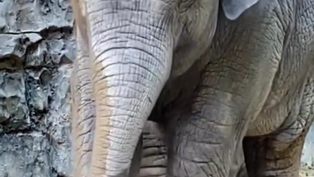 Baby elephant video 🐘