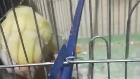 fuuny parrot