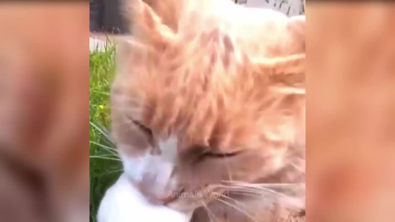 So Funny Animals π Funniest Cats and Dogs πΊπΆ