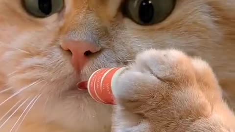 Cute and funny cat video.