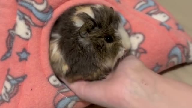 POV you're baby Guinea pig has attachment issues