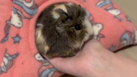 POV you're baby Guinea pig has attachment issues