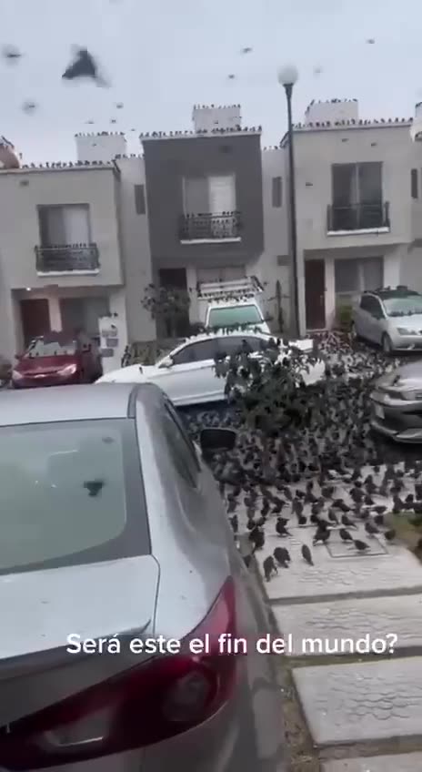 Στο Μεξικό, τα πουλιά έχουν αρχίσει να συγκεντρώνονται στους δρόμους.