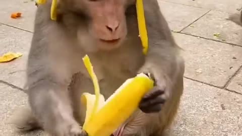 Funny Monkey Wear Banana hat 😅 _ Monkey eating banana 🍌 🐒