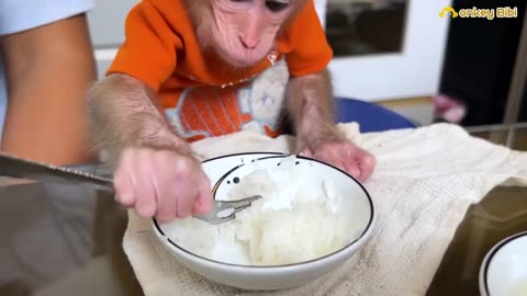 Monkey BiBi obediently helps dad take care of the house!