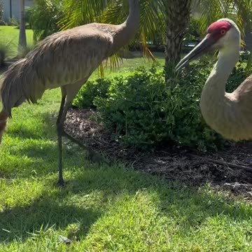 Feeding our big chickens 🐓🐔