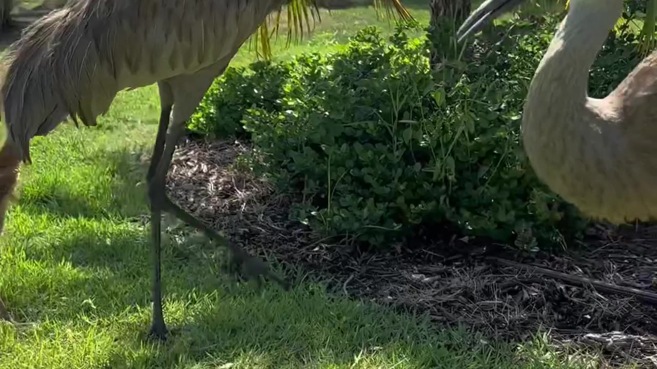 Feeding our big chickens 🐓🐔