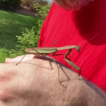 Kittens and a praying mantis