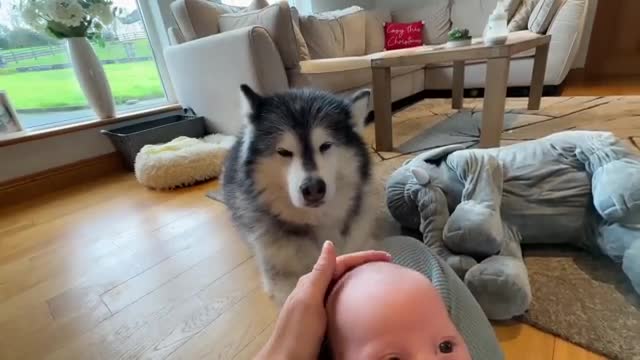 The World's Safest Newborn Baby! Protected By Wolves! (Cutest Ever!!)
