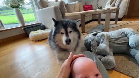 The World's Safest Newborn Baby! Protected By Wolves! (Cutest Ever!!)