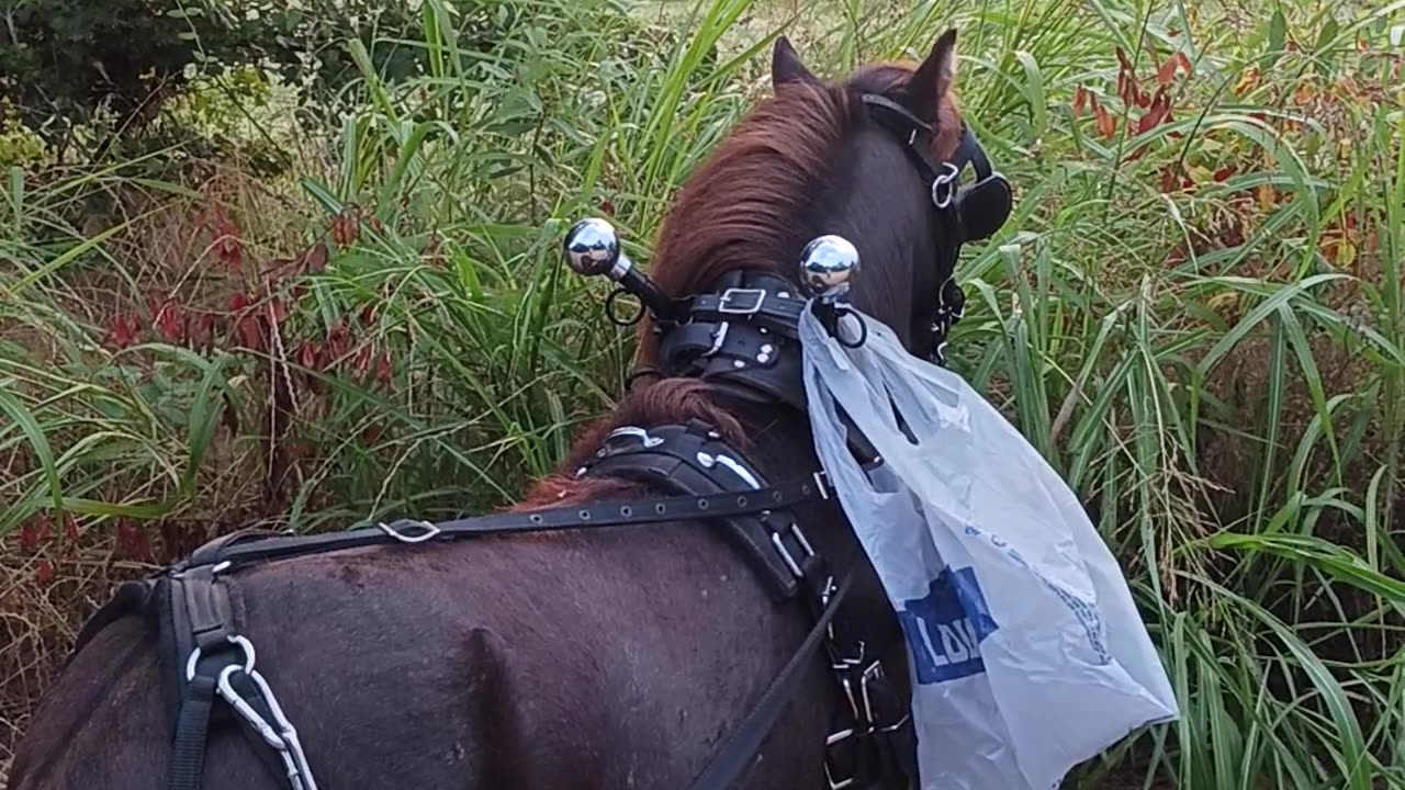 Yogi, miniature horse getting use to cows