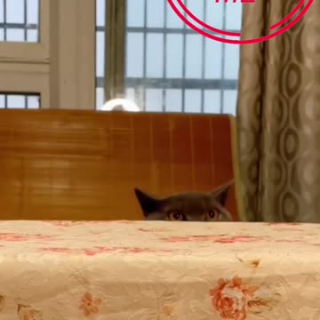 Cute cat videos and kittycat videos