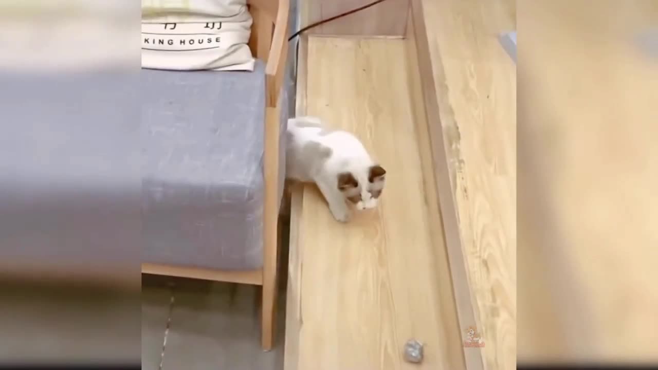 Cat Funny video 🤣🤣🤣