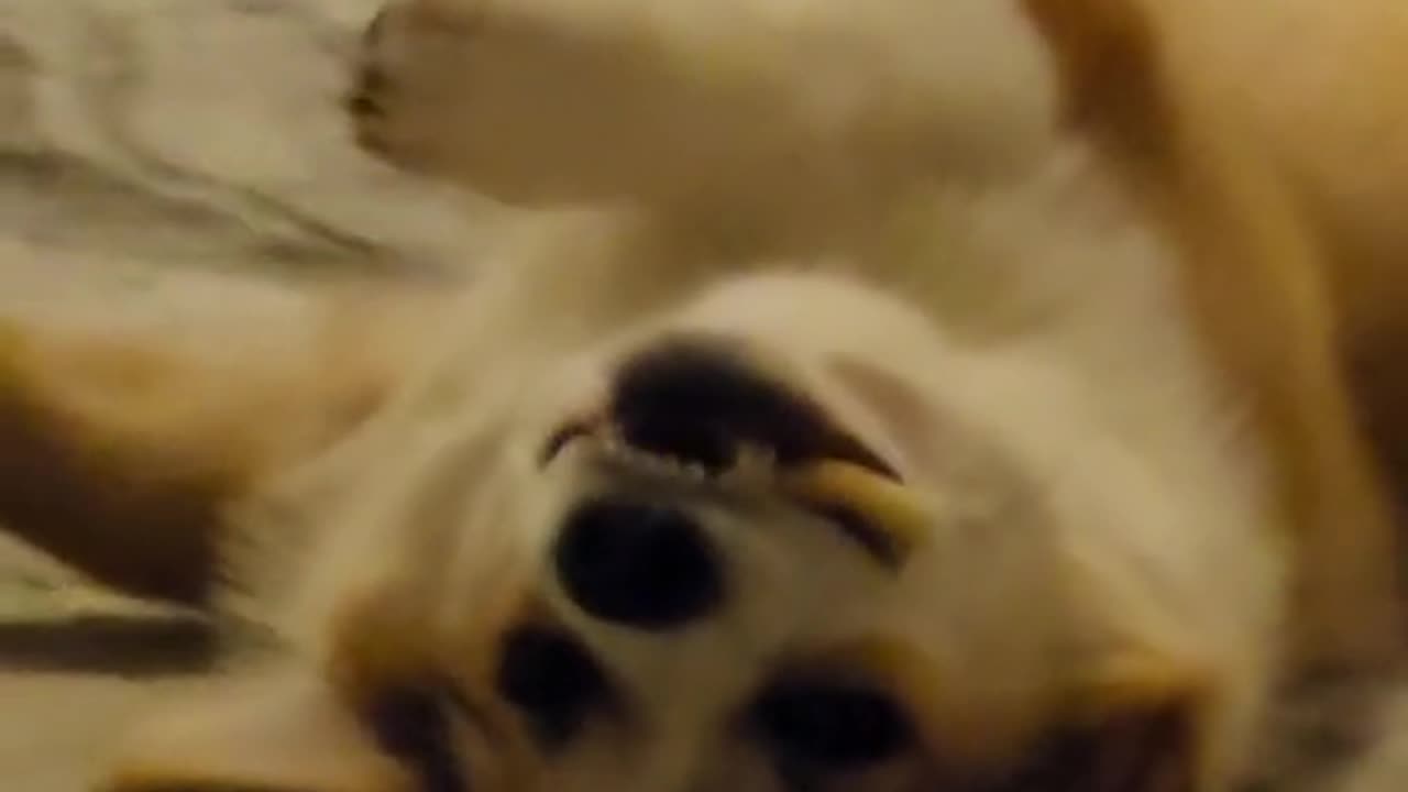 Why are Corgi Puppies So Silly?!? ππΆβ€οΈ #corgi
