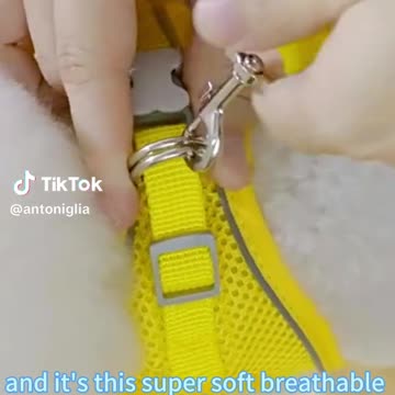 Cute cat wearing cute clothes