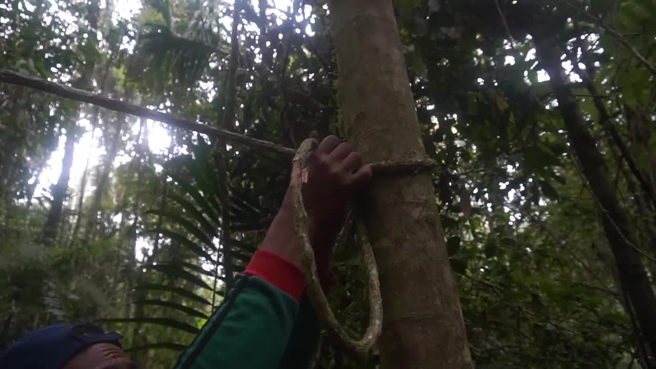 HUNTING ANOA IN THE WILDS OF GANDANG DEWATA