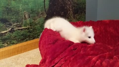 If You Love Foxes - MUST See Adorable Baby Fox!