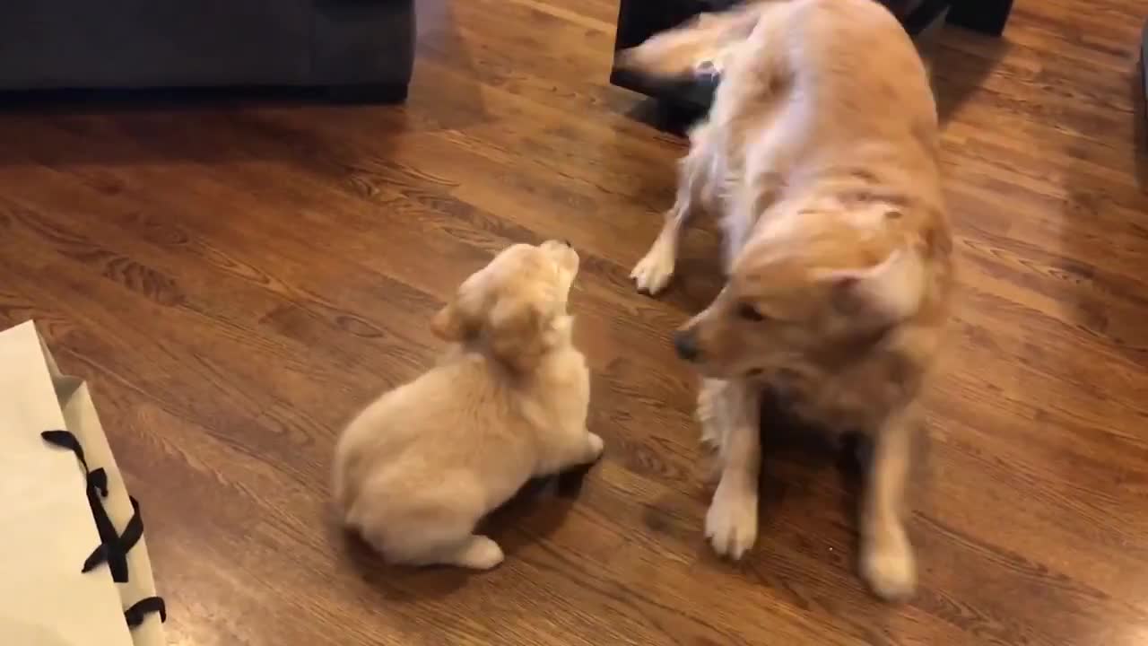 Golden Retriever meets his new puppy sisterlovely