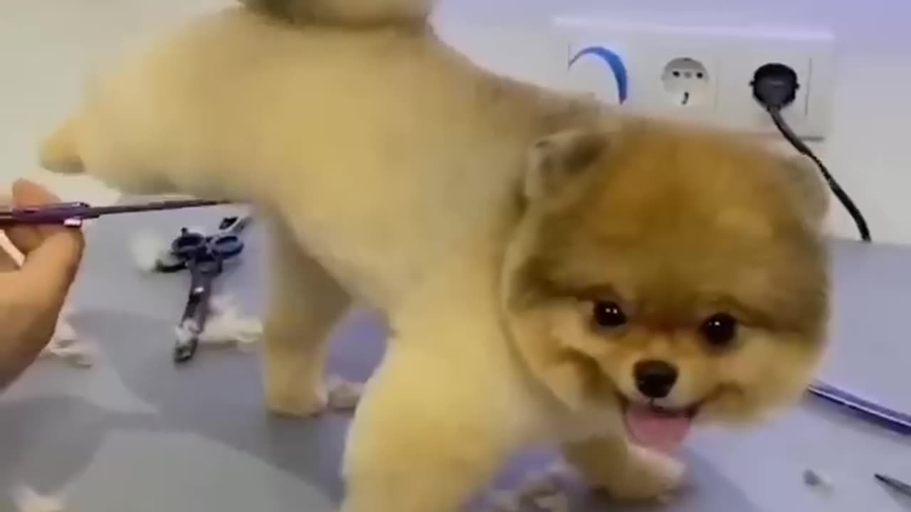 Little Dog Gets Hair Cut ||Hero Dog ||#saman ||#dog ||#hair cut || #viral short