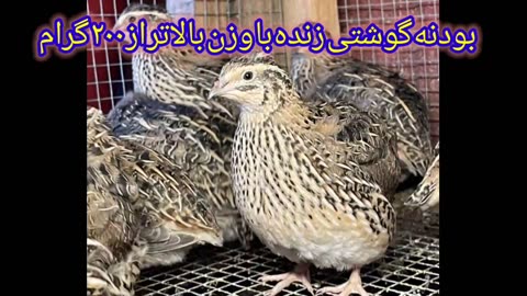 Dogo Turkistan Farms