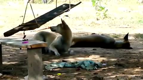 Fake dog and lion prank - dog park