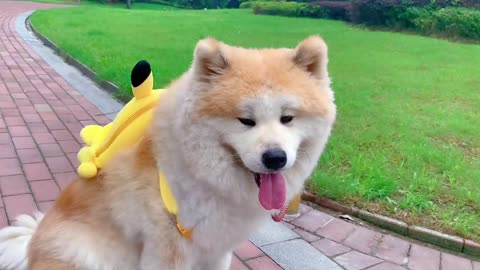 School starts. The dog also carries a small schoolbag and goes to school