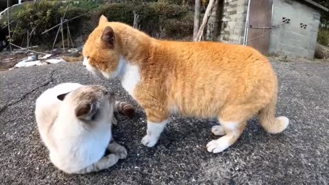 What do you think about these two cats