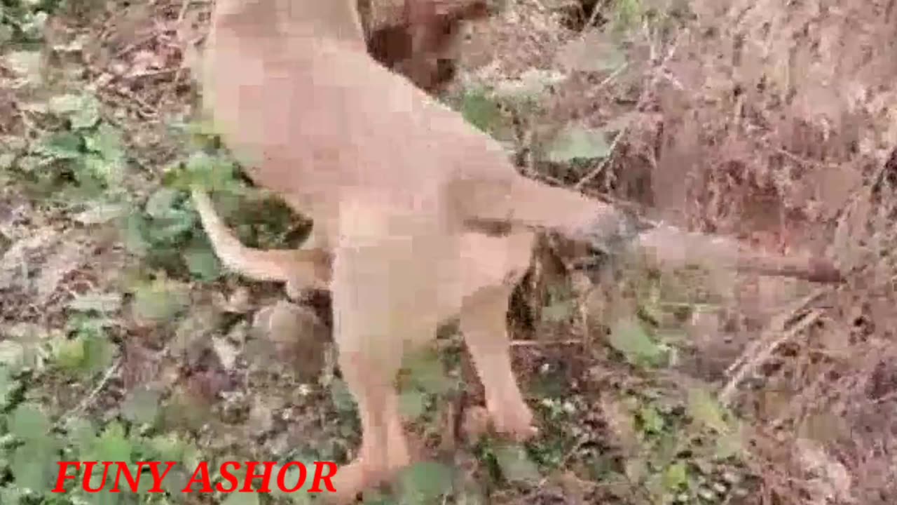 Cat and dog funy fight video