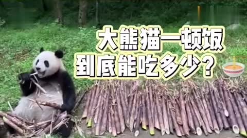 Pandas can eat 60 kilos of bamboo shoots in one meal