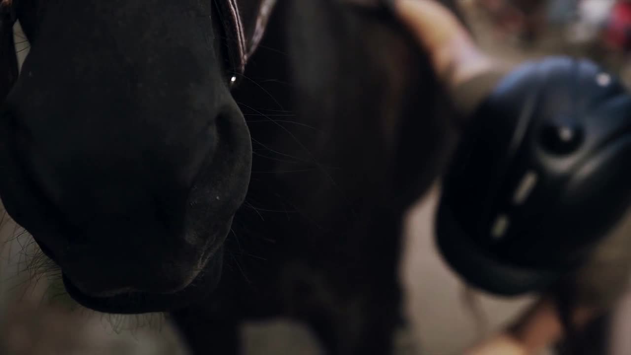 Woman grooming horse in the stall