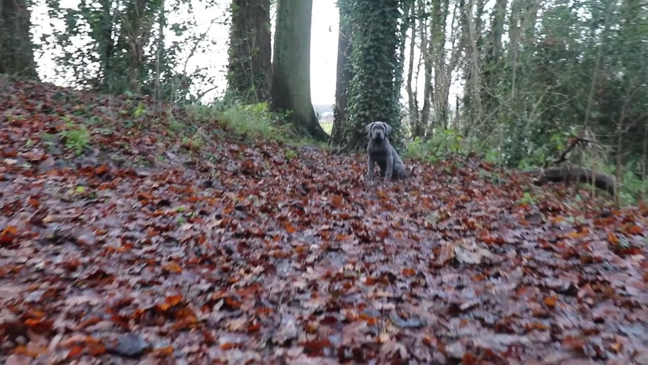 HELP! My Cane Corso Won't Stop Barking! How To Stop Dog Barking FOR EVER!