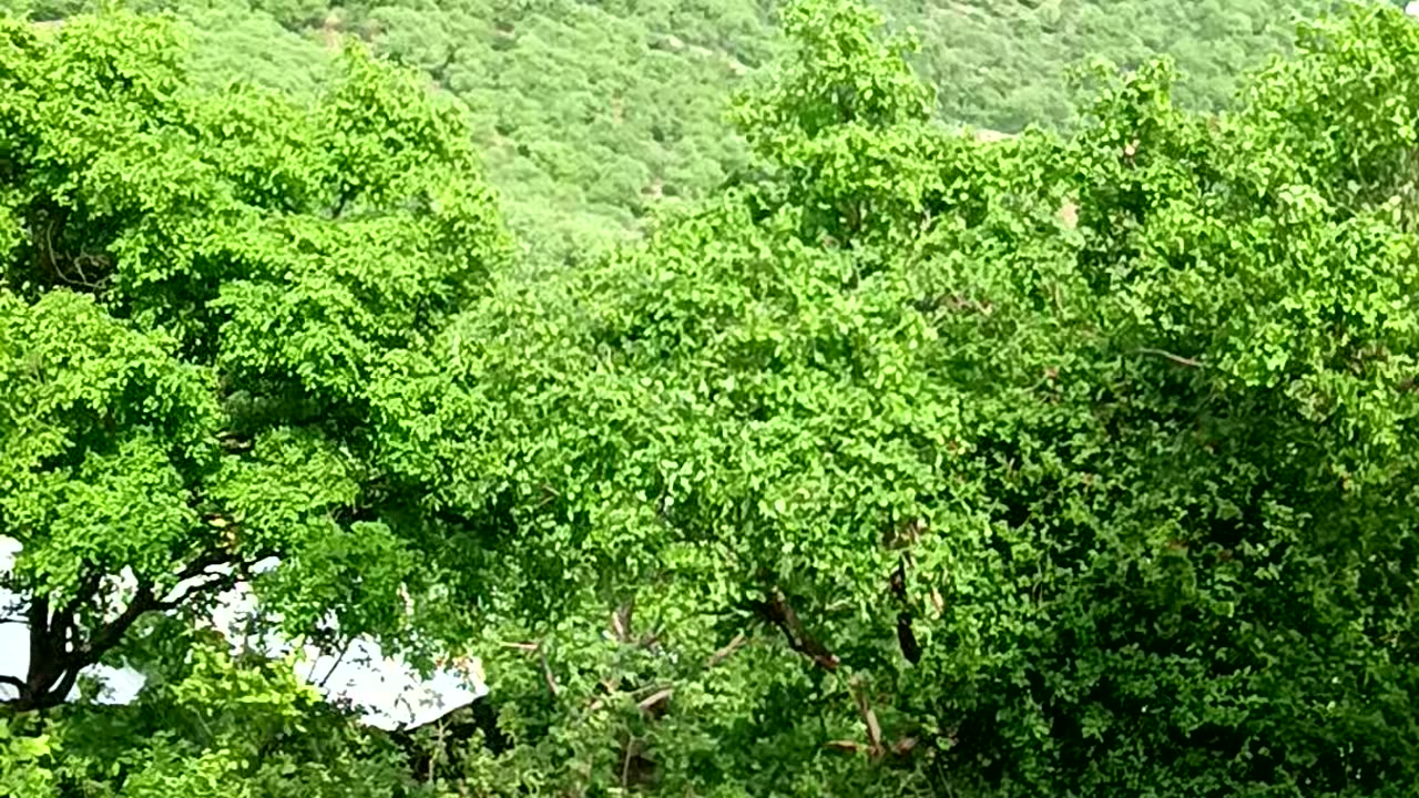 Maiyar ma sarda tample // satna