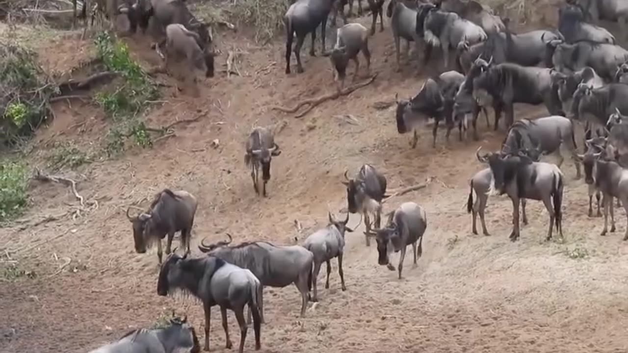 Wildebeest Cross The River During The Great Migration