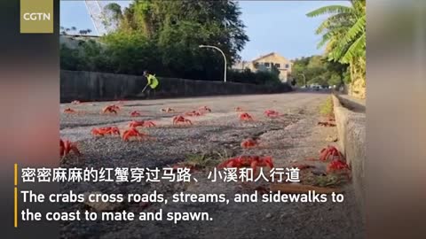 Annual migration of millions of red crabs on Christmas Island continues