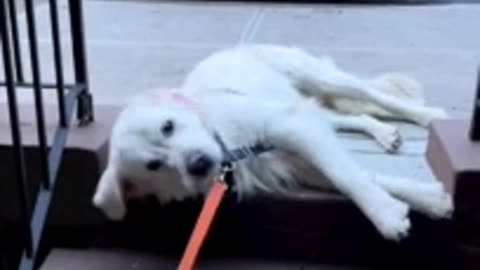 Dog protests when owner won't take him to the park