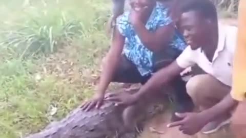 Play with crocodile and find out