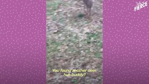 Fawn Comes To Lady's Door Every Morning | The Dodo Little But Fierce