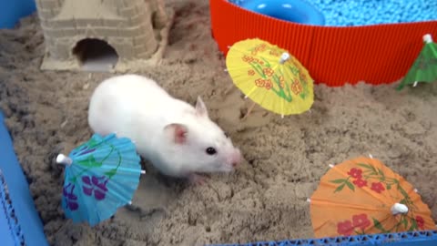 Pool Maze for Hamster - Rainbow Pyramid Maze