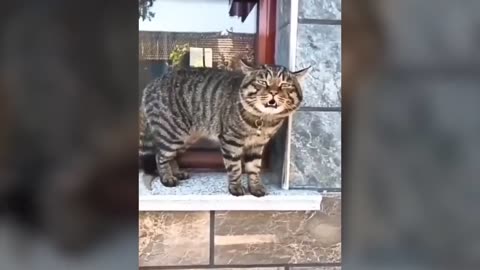 Talking Cat - So Cute