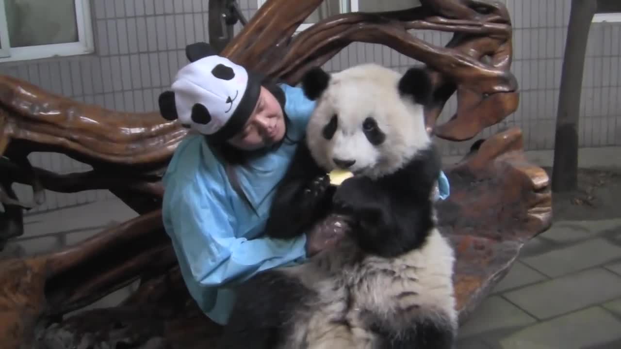 Panda on Lap - Chengdu Panda Breeding Center